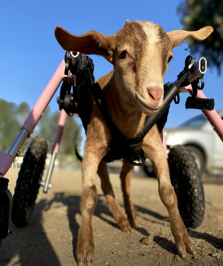 Close-up of a playful young goat using a custom pink wheelchair, looking curiously at the camera with a sunny backdrop, showcasing resilience and joy.